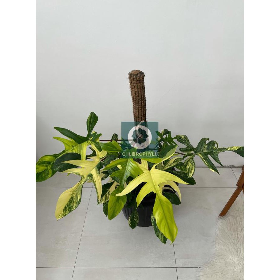 Tanaman Hias Philodendron Florida Beauty Variegata Premium A Rikopriantashop31