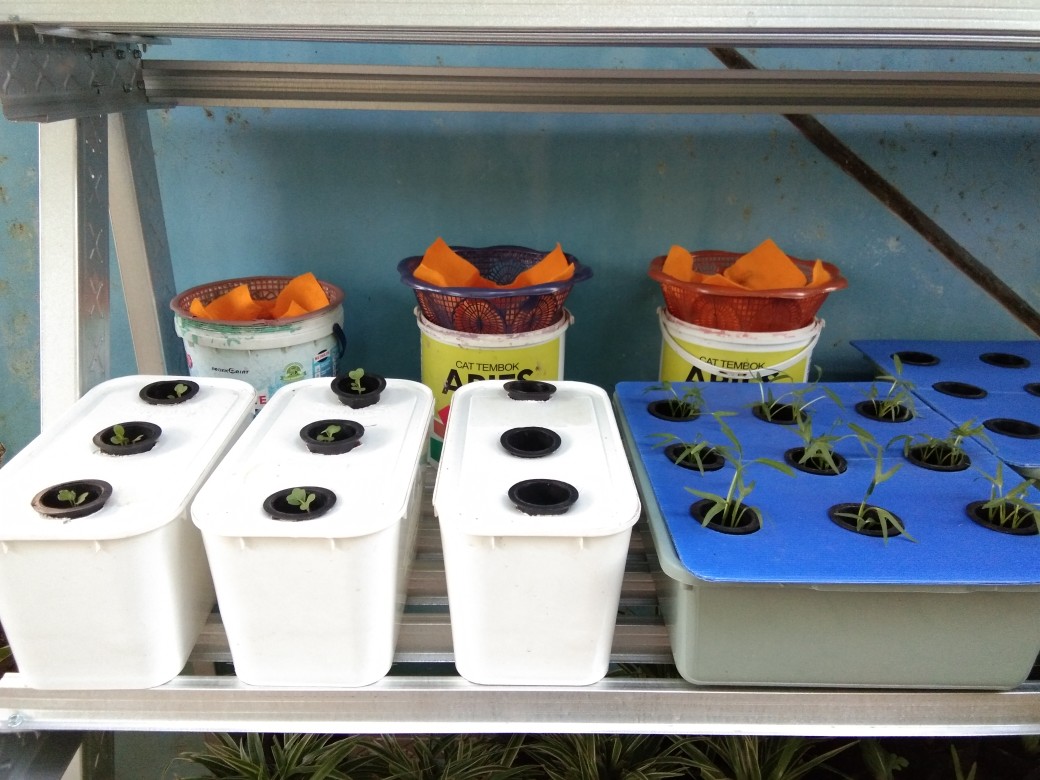 Benih Biji Bibit Sayuran/sayur Pakchoy Ching Chiang