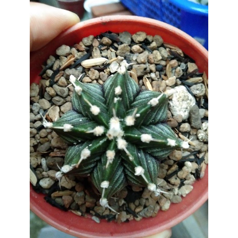 gymnocalycium lb hybrid