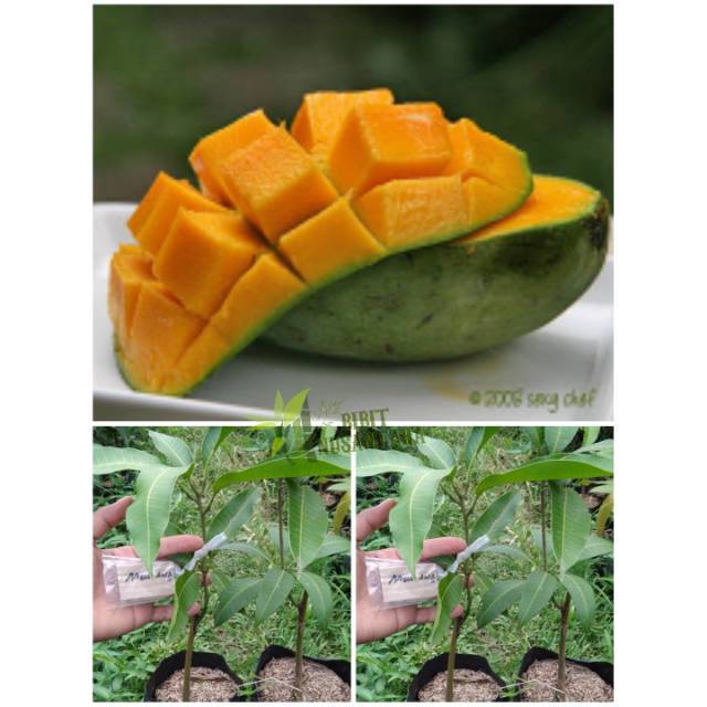 Bibit Mangga arumanis/ Tanaman Mangga arumanis