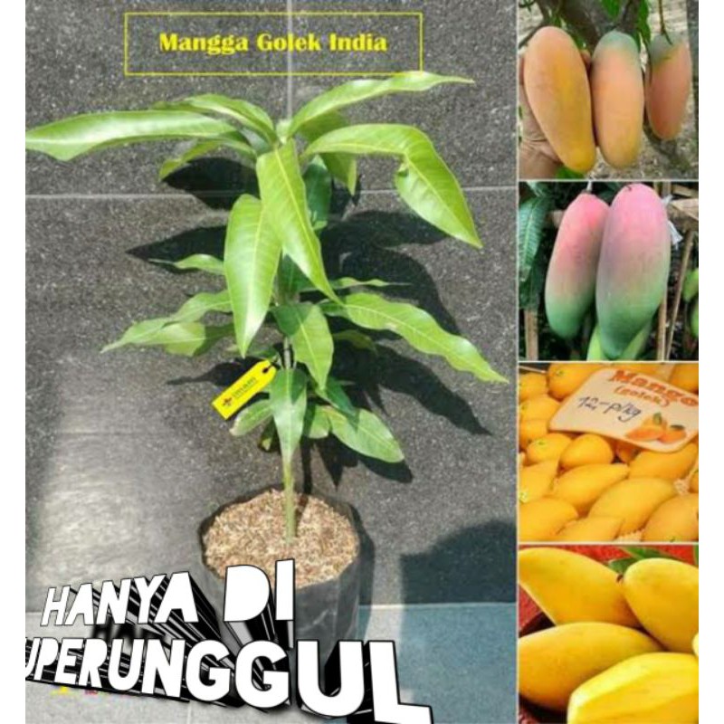 Bibit Mangga Golek India Super