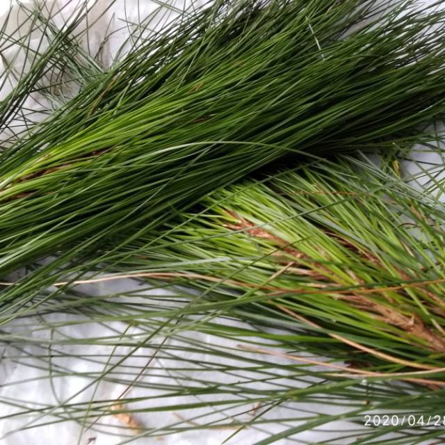 

Daun Pinus Frest 300 Gram