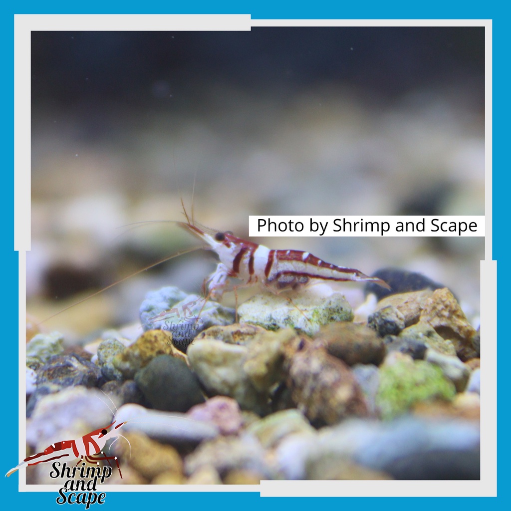Celebes Beauty Udang Hias Sulawesi Harlequin Shrimp
