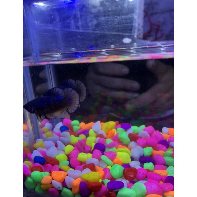 Ready Ikan Cupang Hias Mustard Gas (Mg) Female T24