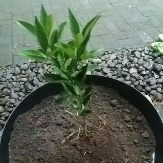 Tanaman Jeruk Dekopon (tinggi 40-60 Cm)