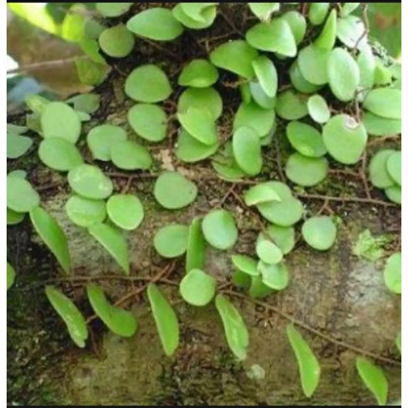 

Jual Daun Sisik Naga/Picisan Segar 1 kg