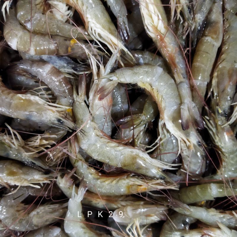 

Udang Api-Api Segar 1~Kilogram