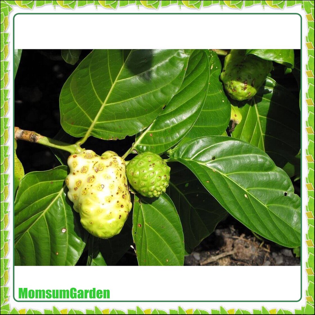 

Daun Mengkudu Segar 100 gram