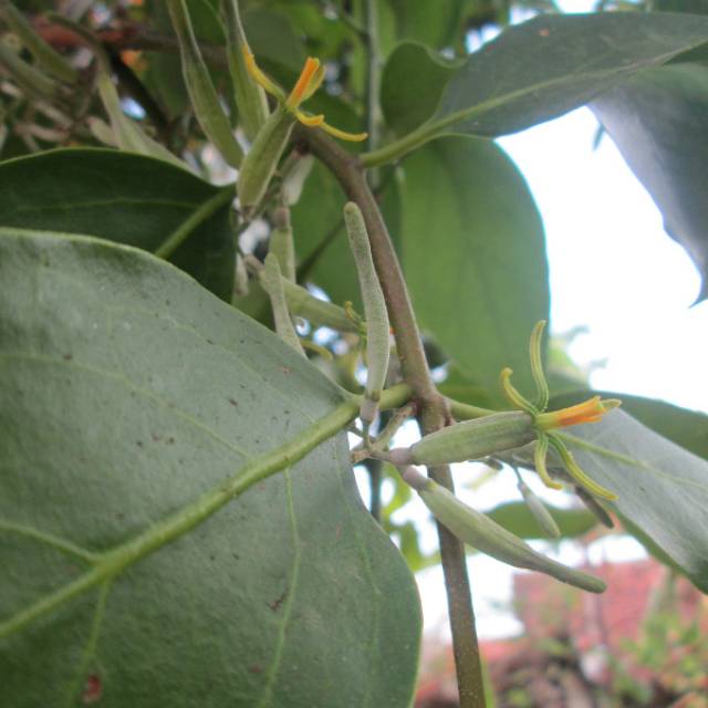 

DAUN BENALU SEGAR OBAT HERBAL 500gr