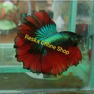  Ikan  Cupang  Halfmoon  Rosetail Ukuran Medium Warna  RANDOM 