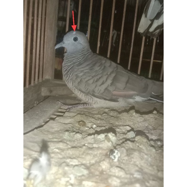 Burung perkutut lokal katuranggan Satrio Wilis