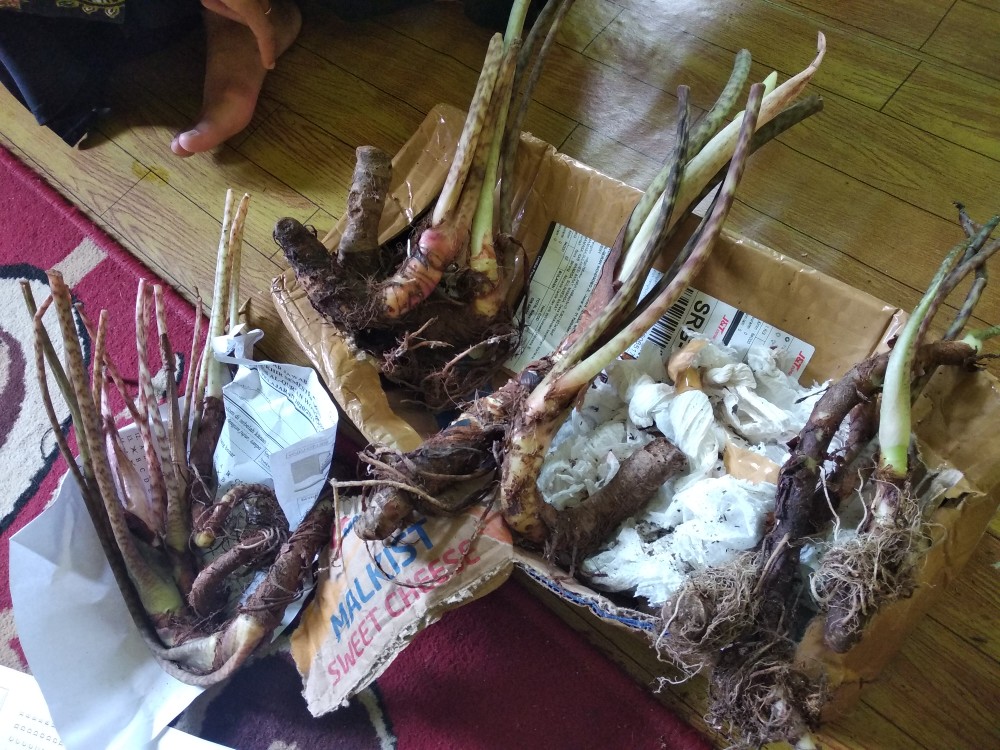 Termurah!! Buy 1 Get 1 Free. Bonggol Alocasia Sp Sulawesi