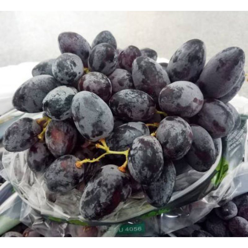 

Buah Anggur Black Autumn Seedless Tanpa Biji 1Kg