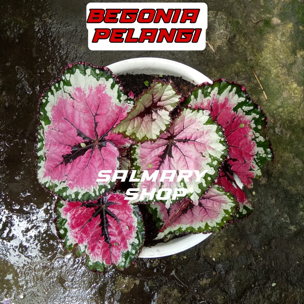 Tanaman Hias Bunga Begonia Rex Pelangi Begonia Merry Chrismas