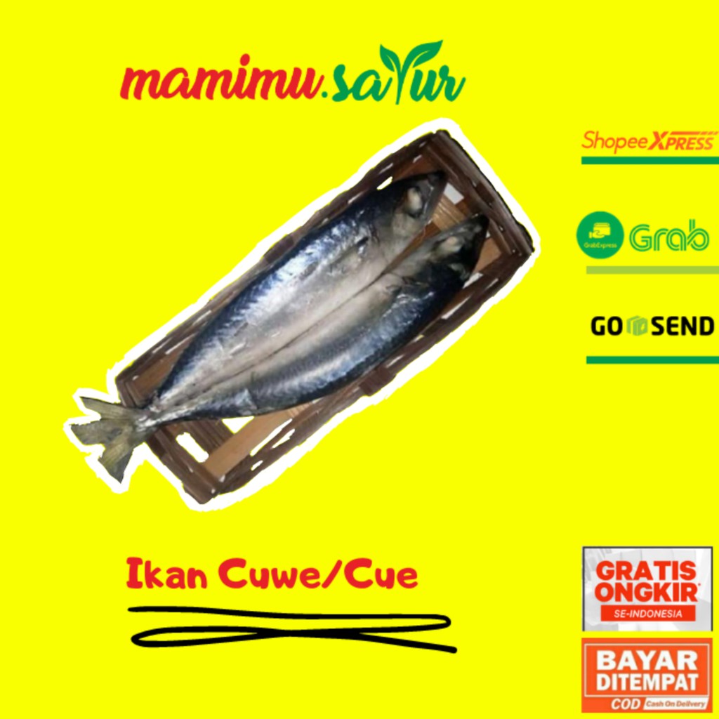 

IKAN CUE IKAN TONGKOL IKAN CUWE IKAN POTONG IKAN SEGAR CUE SEGAR IKAN CUWE SEGAR CUWE 2 EKOR