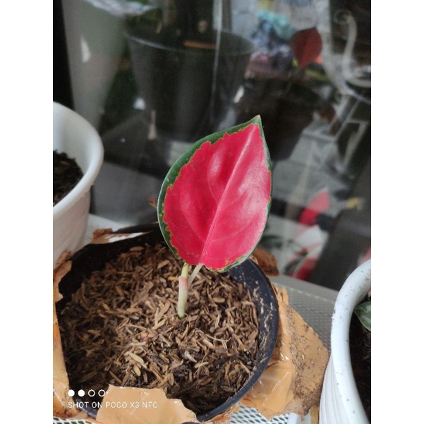 aglonema red kochin anakan daun 1 dan 2