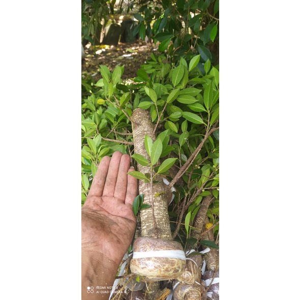 cangkok kimeng murah besar lengan anak