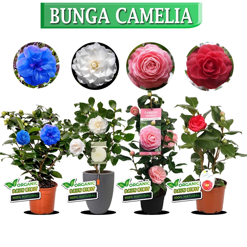 Bibit Bunga Camelia Hasil Stek Cepat Berbunga