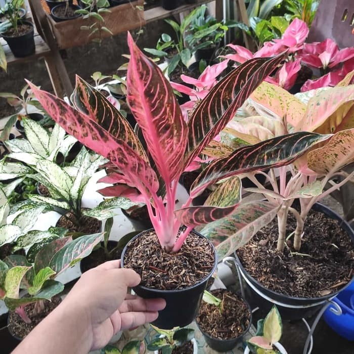 Tanaman Hias Aglonema Red Sumatra (Remaja)