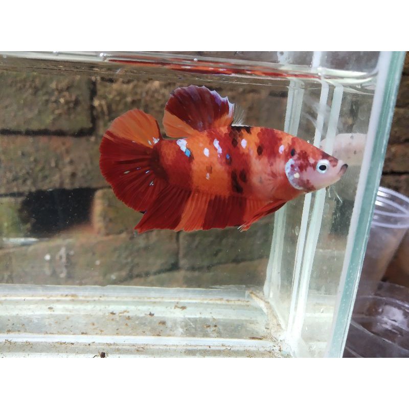Cupang Indukan Giant Koi Nemo, Koi Multi colour/Candy