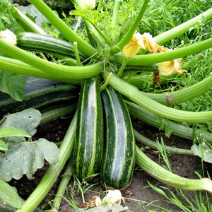 Benih Bibit Zucchini 2 Benih Dua Ribuan PG SBY