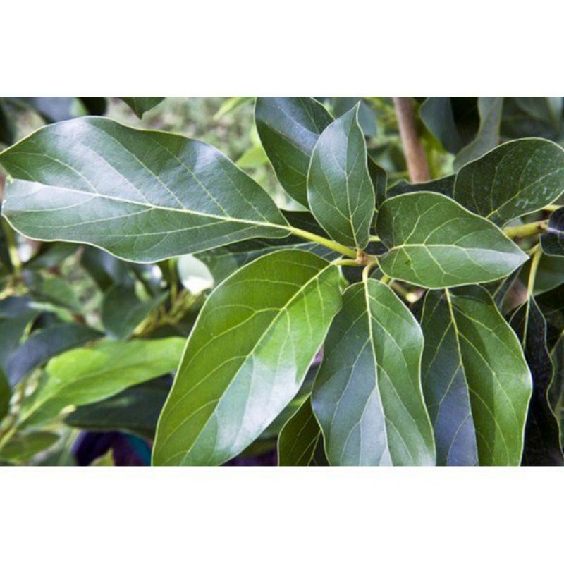 

25 LEMBAR DAUN ALPUKAT SEGAR/FRESH