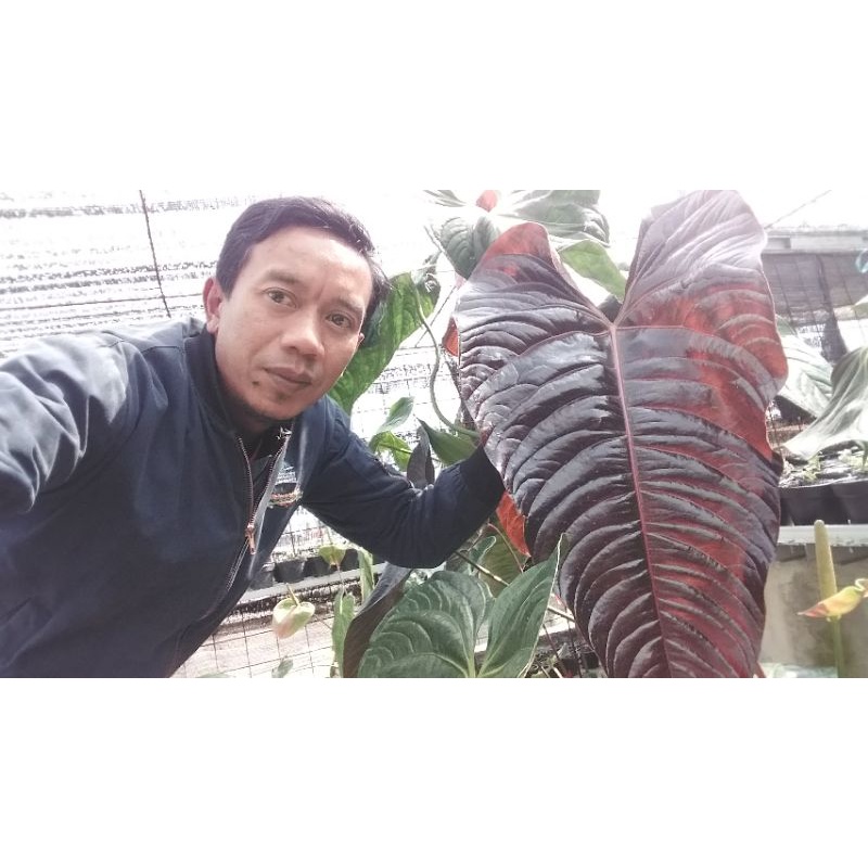 paket 3 jenis anthurium vietchii. modeanum. chamberlain
