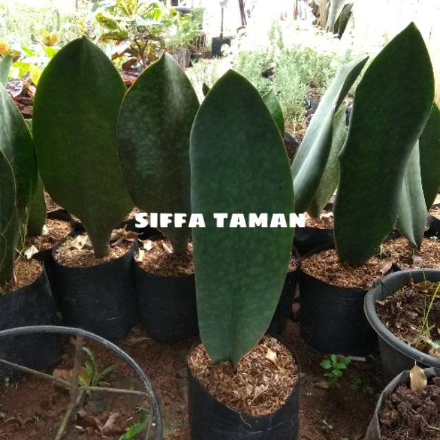 Tanaman hias sensivera centong/pohon lidah mertua centong