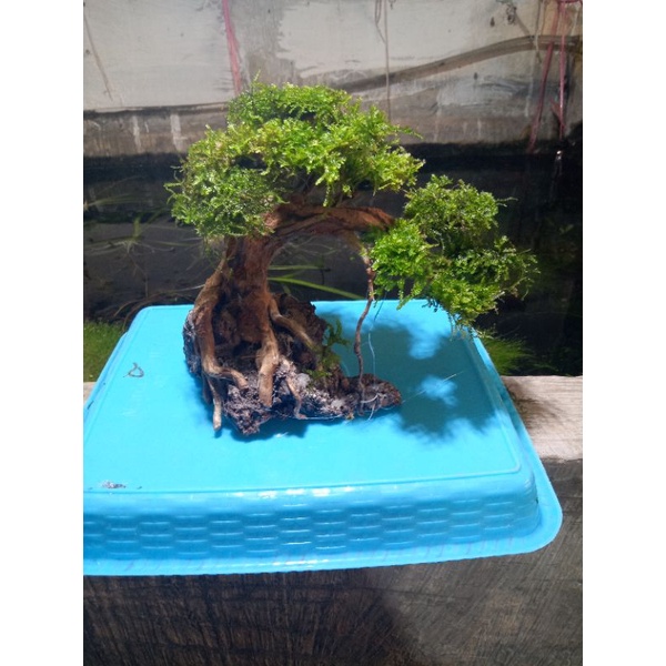 bonsai mini aquascape