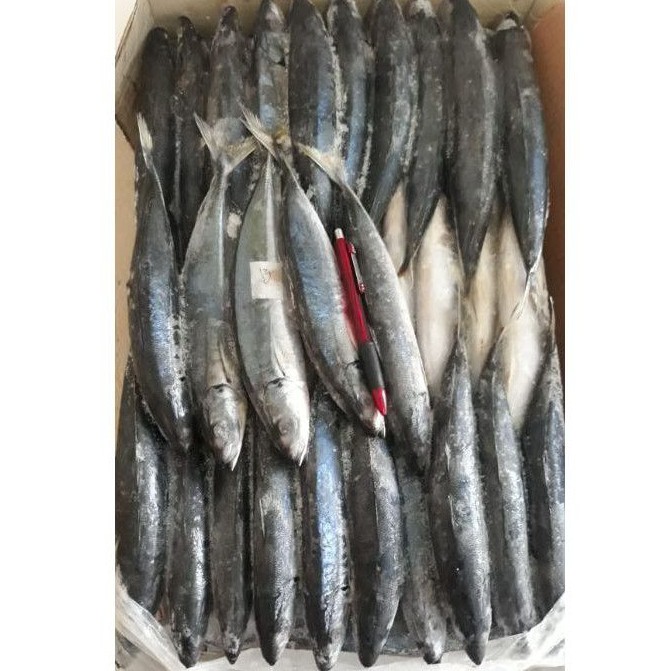 

Ikan Layang Jumbo Berat 1 Kg Bersih / Ikan Layang 1 kg Jumbo Frozen Bersih Dan Segar