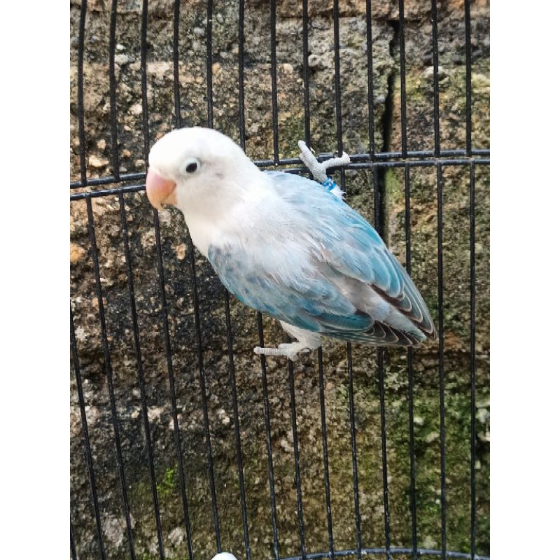 Lovebird Biola Euwing Blue Jantan DNA