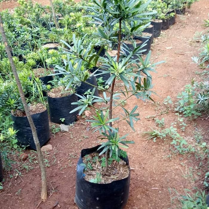 Tanaman hias Lohansung Taiwan - pohon lohansung taiwan