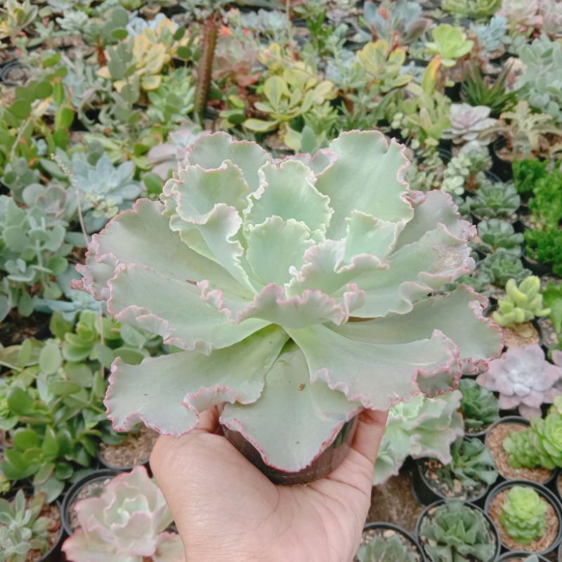Kaktus Sukulen Echeveria chantilly Medium