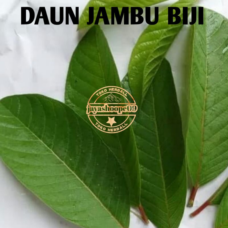 

Daun Jambu Biji Segar (200 LEMBAR BONUS 10) Jambu Btau