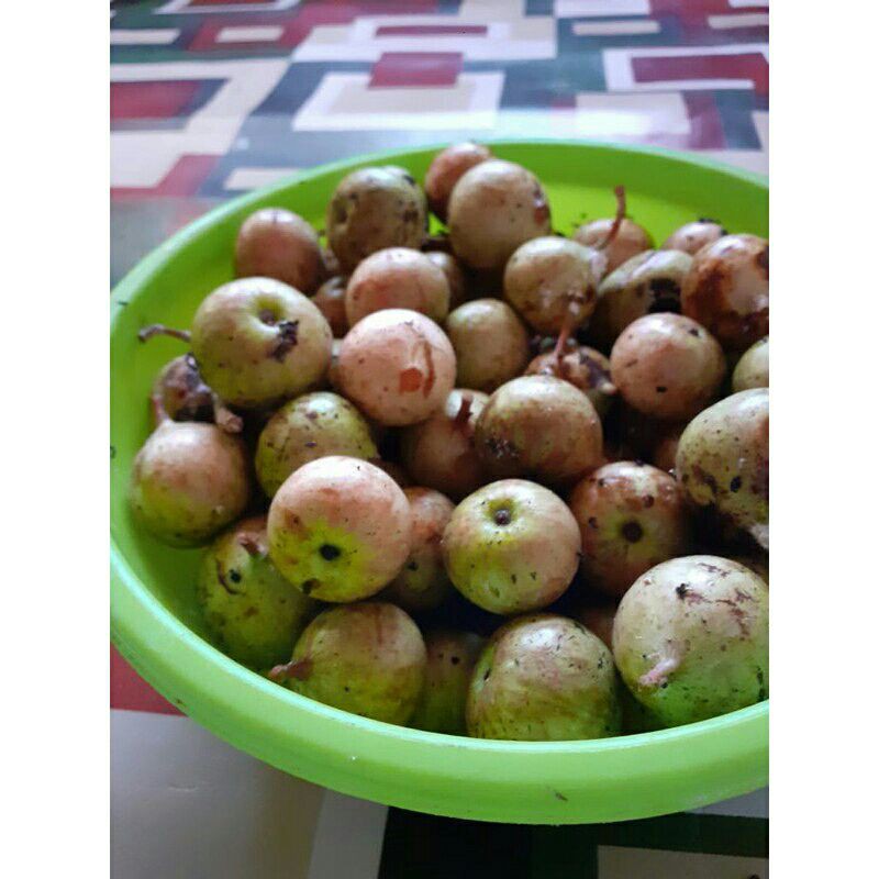 

promo buah kondang atau gondang segar 1kg