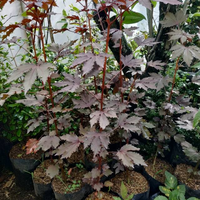 Bahan Bonsai Red Panama Javanese Maple