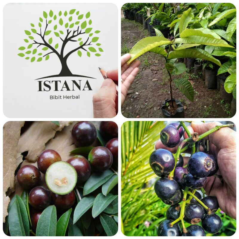 Bibit gowok bibit tanaman buah gowok bibit pohon gowok bibit langka /kupa