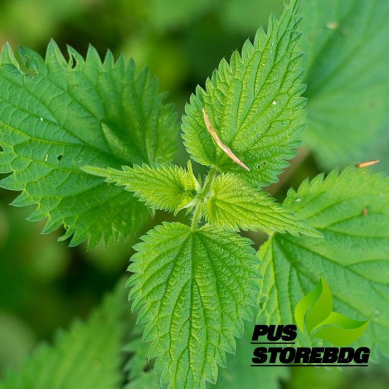 

Daun jelatang segar per 250 gram