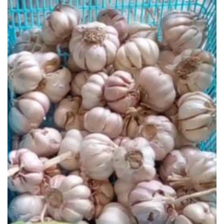 

bawang putih