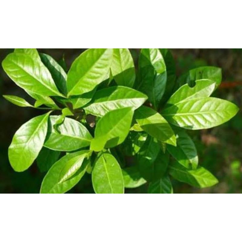 

Jual daun salam segar 500 gram