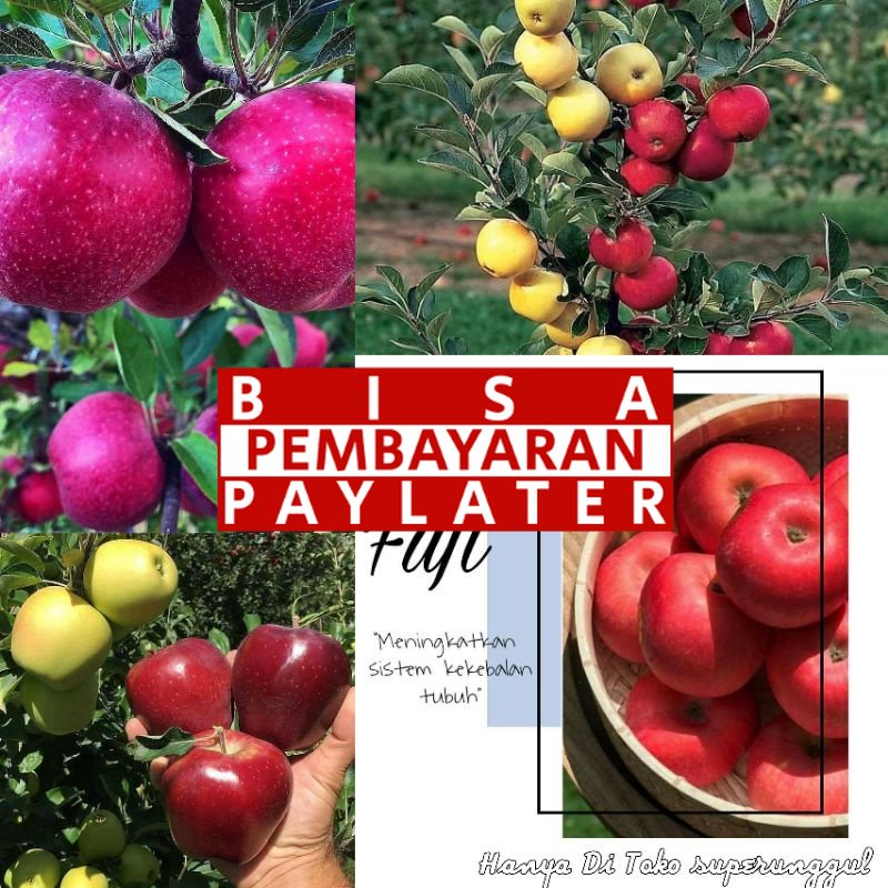 Bibit Apel Fuji Murah Dan Terlaris