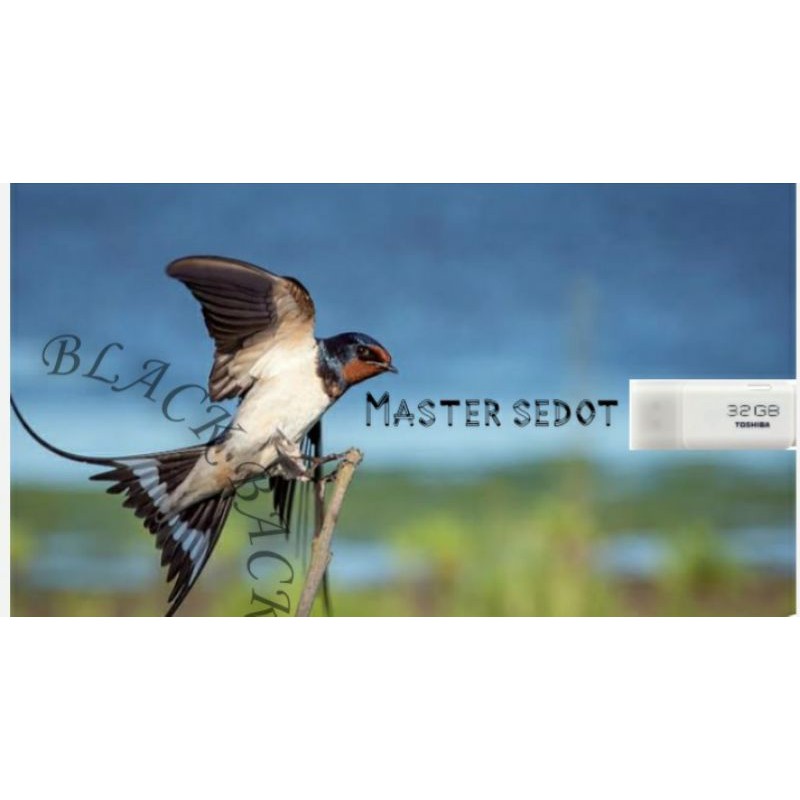 Suara Walet Master Sedot Original/Suara Walet OriginL