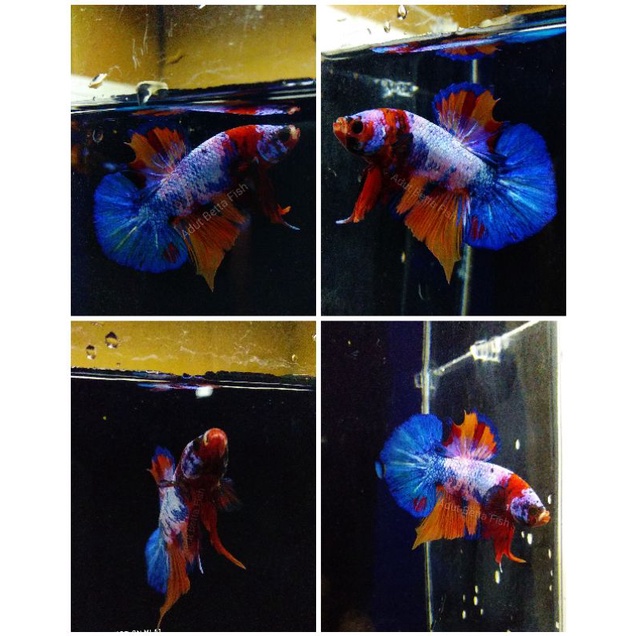 Ikan cupang plakat