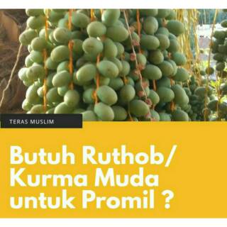 Ruthob Kurma Muda Fresh Support Pasutri Promil Program Hamil Busui Bumil Indonesia