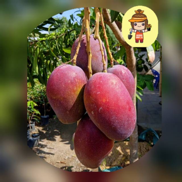 Bibit buah mangga irwin