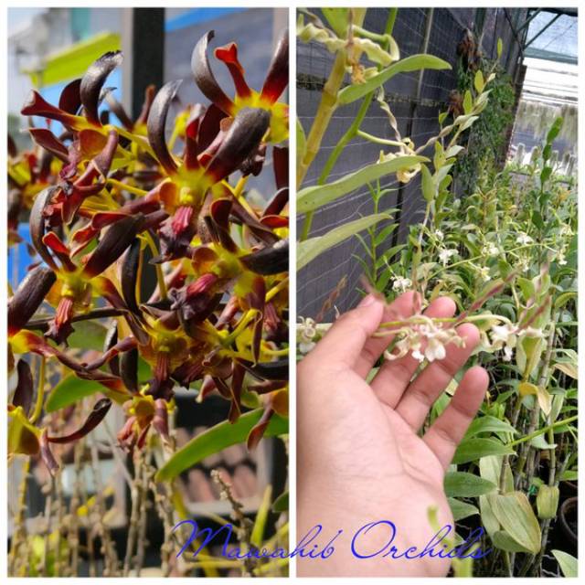 Anggrek Dendrobium Black Spider X Laxiflorum remaja