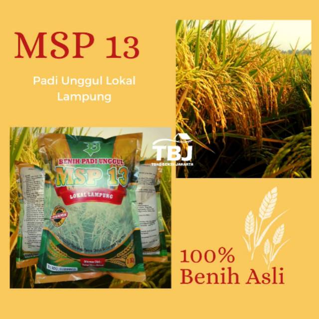 Benih Bibit Padi Sertani 13 Asli lampung
