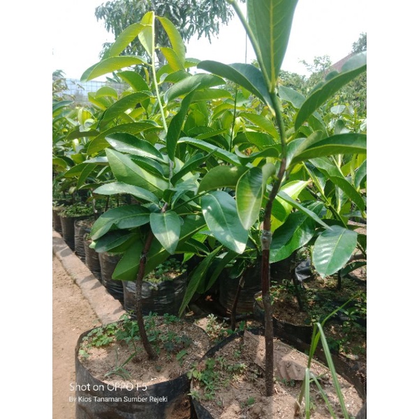 BIBIT BUAH BLACK SAPOTE GIANT