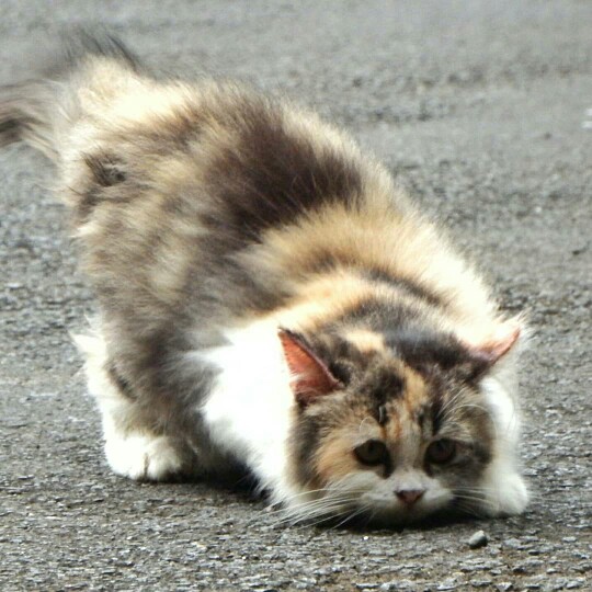 Pipa Air Paralon Air Pvc 1 2 Inch 50 Cm