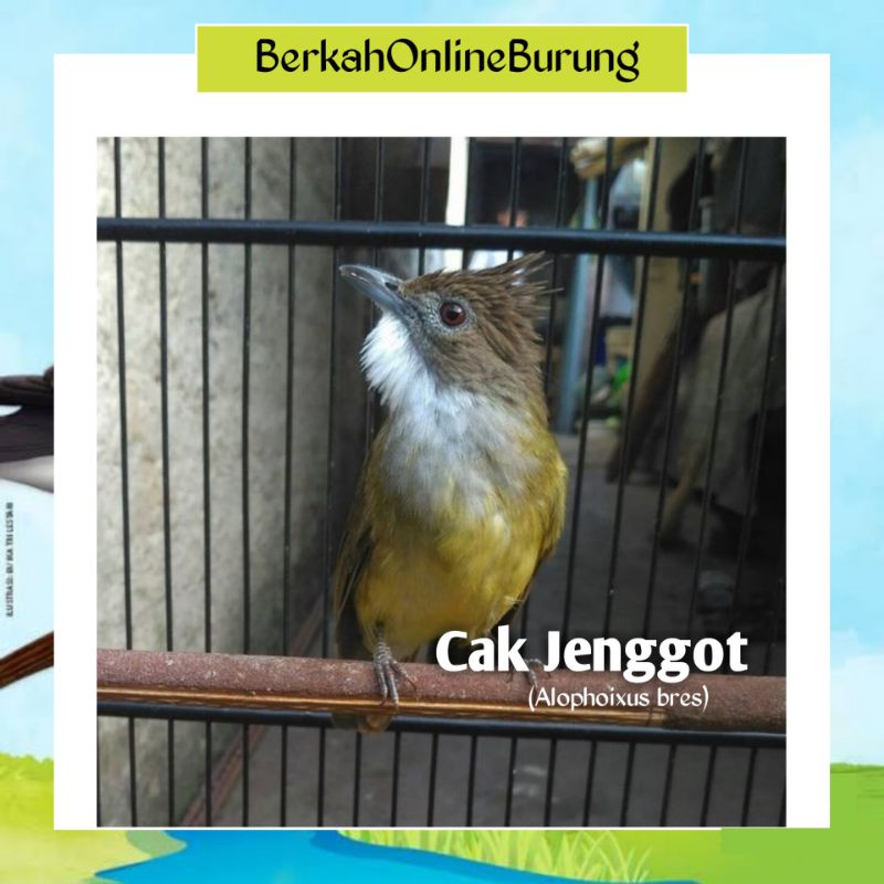 Burung Cak jenggot Jantan Bahan Rawatan atau Cucak Jenggot Pilihan